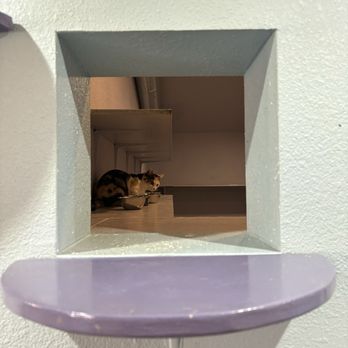 PHX Cat Cafe - Pet Adoption Near Me - Phoenix, Arizona