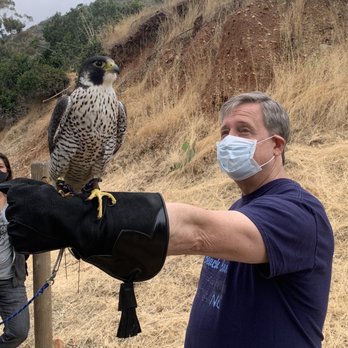 Catalina Falconry Experience - Dad and PK - Active Life Near Me - Avalon, California Catalina Falconry Experience - Dad and PK - Active Life Near Me - Avalon, California