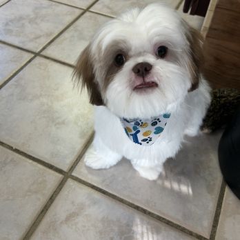 Bark & Mane - Pet Groomers Near Me