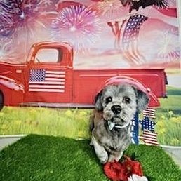 Dog picture