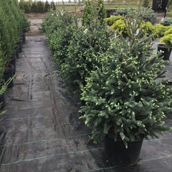 Shademaster Nursery