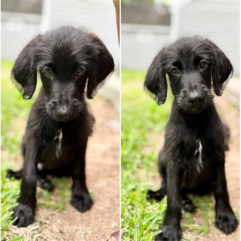 Houston SPCA - Animal Shelters Near Me - Houston, Texas
