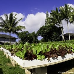 Pupukea Gardens - Pupukea Gardens raised table lettuce beds