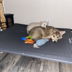 Rare Breed Exotics - The girls snuggling