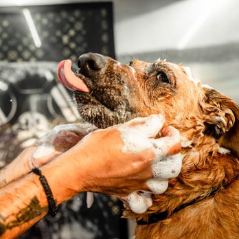 Wash That Fur - Pet Groomers Near Me Wash That Fur - Pet Groomers Near Me