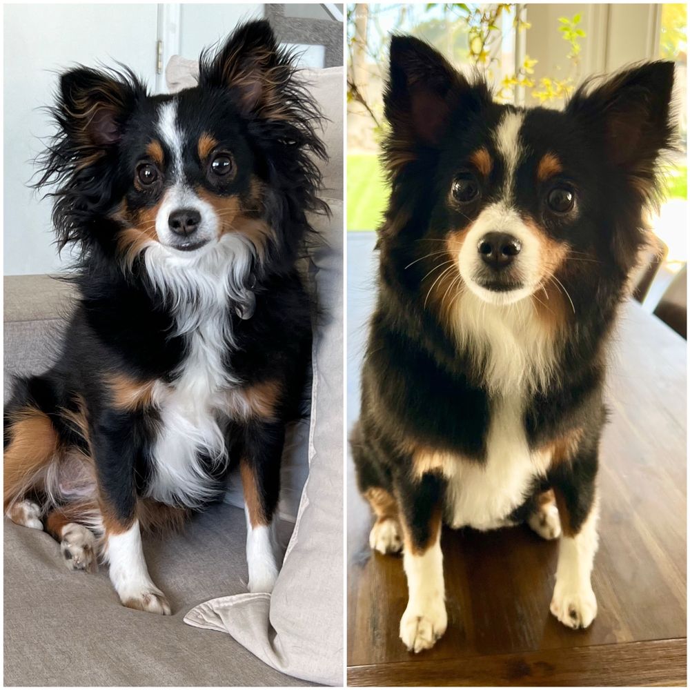 DK PET SPA MOBILE DOG GROOMING Updated September 2024 50 Photos