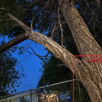 Old Growth Tree Service - Tree Services Near Me - Edwards, Colorado Old Growth Tree Service - Tree Services Near Me - Edwards, Colorado