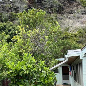 Malama Tree Care - After pic. - Tree Services Near Me - Kaneohe, Hawaii Malama Tree Care - After pic. - Tree Services Near Me - Kaneohe, Hawaii