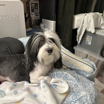 Grubby Dogs - My Buttercup. They are the best at Grubby Dogs she had a bow but she takes it out - Pet Groomers Near Me - Murrieta, California Grubby Dogs - My Buttercup. They are the best at Grubby Dogs she had a bow but she takes it out - Pet Groomers Near Me - Murrieta, California