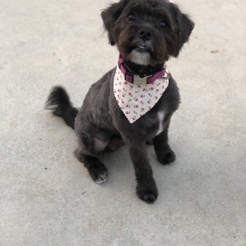 Free lance grooming services - Pet Groomers Near Me