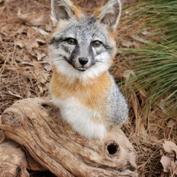 Modern Memento Taxidermy