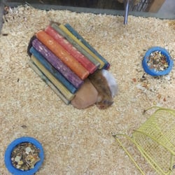Wet Kisses Pet Company - Hamsters