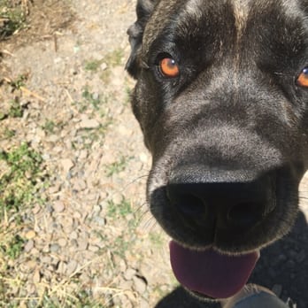 A+ Water Company - One of customers dogs, came out to greet me on the job. - Water Delivery Near Me - Brookings, Oregon A+ Water Company - One of customers dogs, came out to greet me on the job. - Water Delivery Near Me - Brookings, Oregon