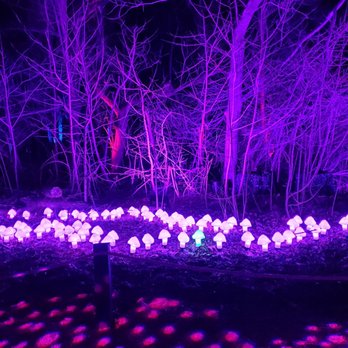 Morven Park - Harry's Potter trail of mushrooms. 01-15-23 - Museums Near Me - Leesburg, Virginia