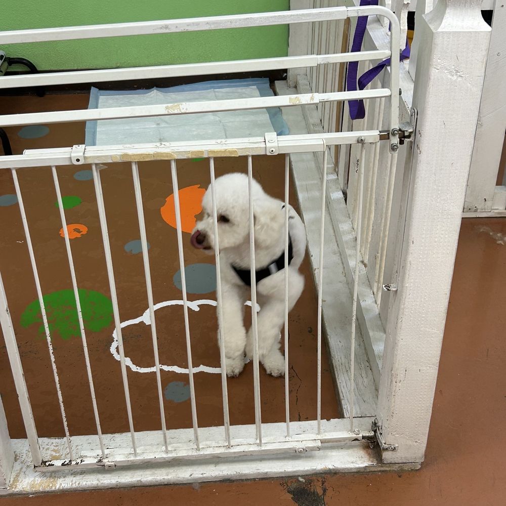 Under One Woof - Pet Groomers Near Me - Alameda, California Under One Woof - Pet Groomers Near Me - Alameda, California