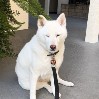 Southpaw Vets - Veterinarians Near Me - Sherman Oaks, California Southpaw Vets - Veterinarians Near Me - Sherman Oaks, California