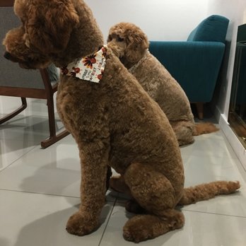 The Spaw - After - Pet Groomers Near Me - Tustin, California