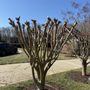Photo of A&P Lawn Care Services