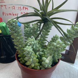 burro's tail and tillandsia