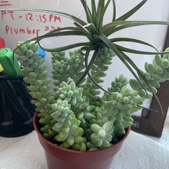 Seed To Stem - burro's tail and tillandsia - Antiques Near Me - Worcester, Massachusetts