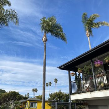 Shannon's Tree Service - Freshly trimmed queen palms for the apartments, thanks Norman - Tree Services Near Me