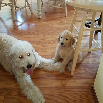 Sit Means Sit - New puppy - Pet Training Near Me - Woodinville, Washington Sit Means Sit - New puppy - Pet Training Near Me - Woodinville, Washington