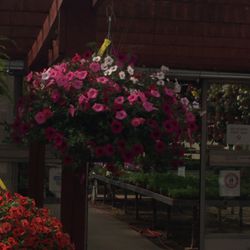 Arnold's Greenhouses