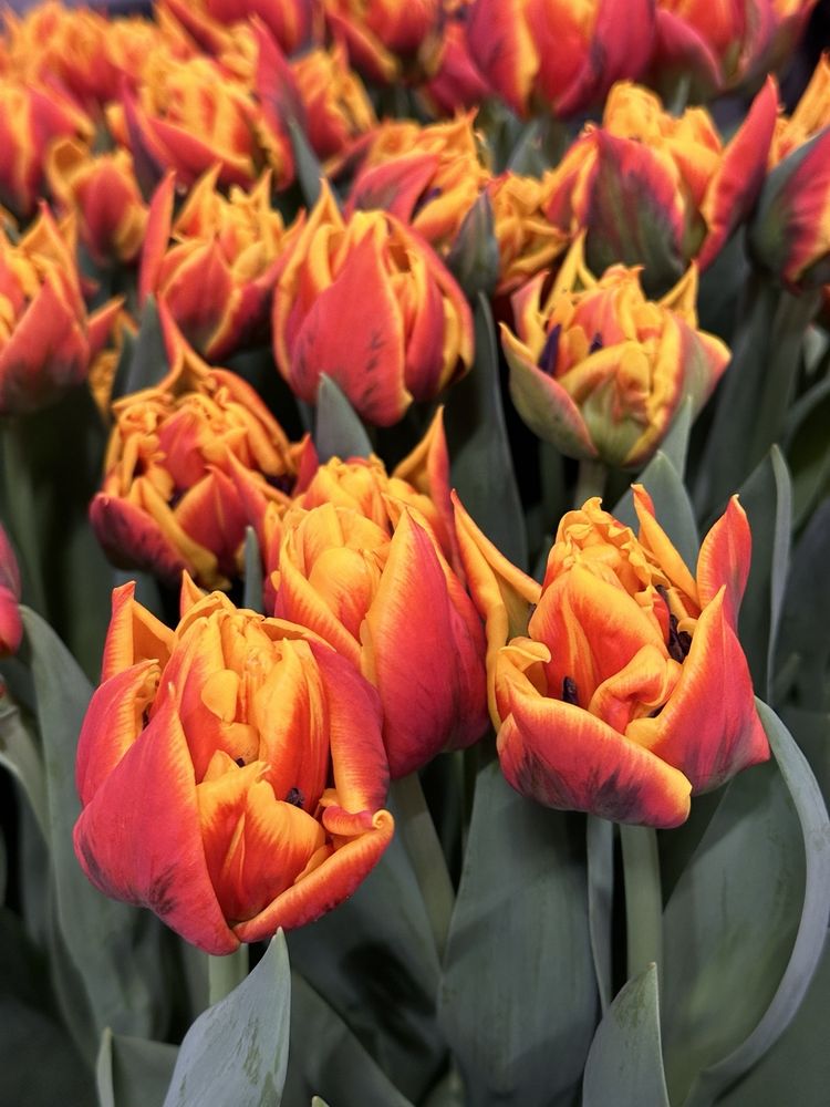 THE TULIP EXPERIENCE Updated May 2024 11 Photos Delfweg 37