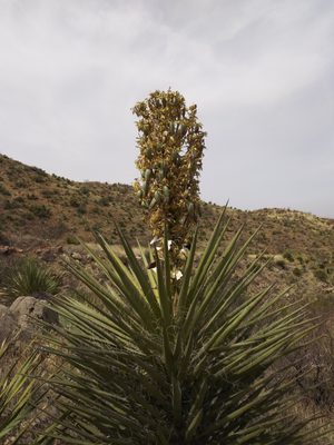 Franklin Mountains State Park by null