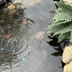Aquatic Pets & Reptiles