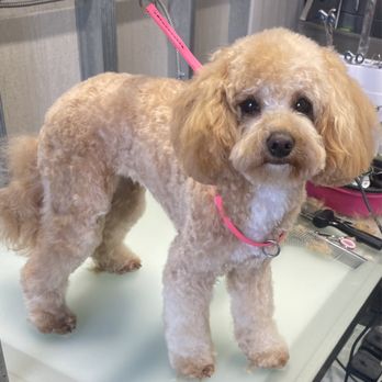 ZoomyGroomy - Pet Groomers Near Me - Colma, California ZoomyGroomy - Pet Groomers Near Me - Colma, California