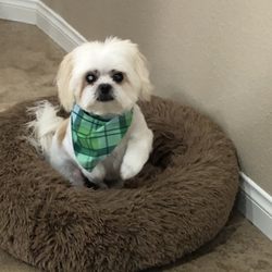 Leashes And Leisure - Baxter
