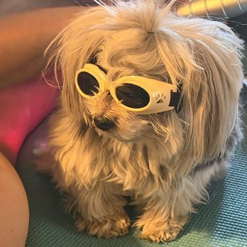 Holistic Pet Physical Therapy - Laser therapy goggles for her ! - Holistic Animal Care Near Me Holistic Pet Physical Therapy - Laser therapy goggles for her ! - Holistic Animal Care Near Me