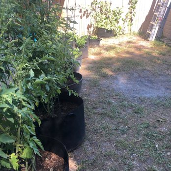 ZAV Moving Hauling & Dumping - My grow bag garden that Isaac and Oscar helped me move! These guys are amazing! - Movers Near Me ZAV Moving Hauling & Dumping - My grow bag garden that Isaac and Oscar helped me move! These guys are amazing! - Movers Near Me