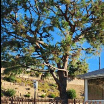 Amazon Arborists Authority - My pine after clearing wires and cean up. - Tree Services Near Me - Santa Ana, California Amazon Arborists Authority - My pine after clearing wires and cean up. - Tree Services Near Me - Santa Ana, California