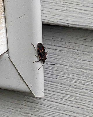 Beetles - Some Beetles we came across while in the field
