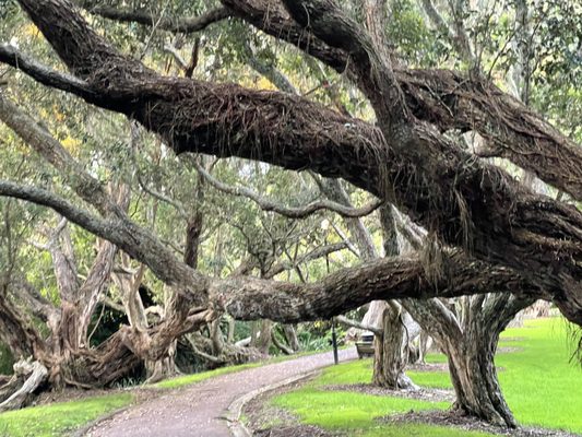 Auckland Domain by null