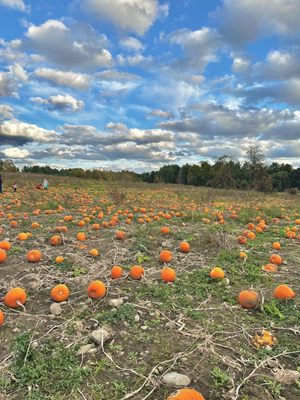 Boston Hill Farm by null