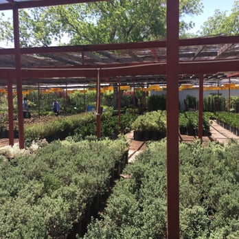 Eastside Discount Nursery - Nurseries & Gardening Near Me - El Paso, Texas