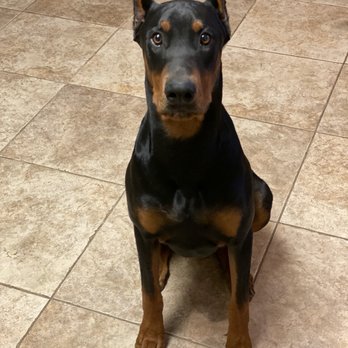 Perris Valley Veterinary Clinic - Ears standing - Veterinarians Near Me - Perris, California Perris Valley Veterinary Clinic - Ears standing - Veterinarians Near Me - Perris, California