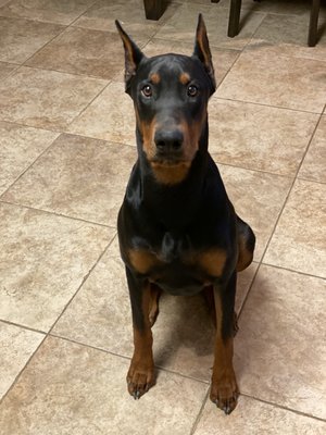 PERRIS VALLEY VETERINARY CLINIC 72 Photos & 78 Reviews 2560 N