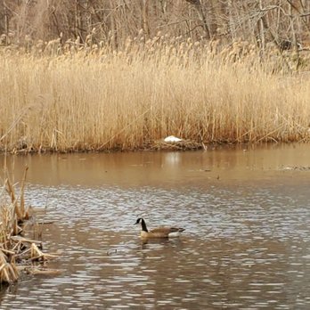 Lake Innisfree - Today's walk. See Mama Swan sleeping on her nest in the background behind the goose.  Love - (4/2/2020) - Lakes Near Me - New Rochelle, New York