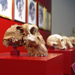 Museum für Naturkunde - Auf den Spuren unserer Vorfahren