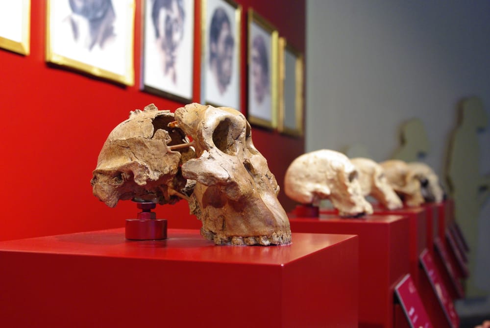 Museum für Naturkunde