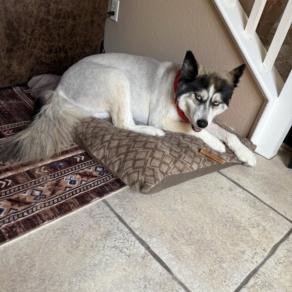 PetSmart - Pet Training Near Me - Mira Loma, California