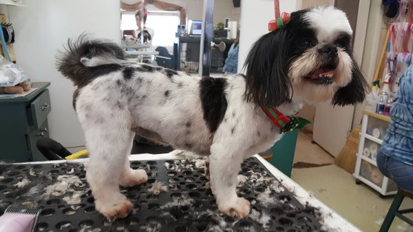 Bowzer's Body Shop Pet Grooming