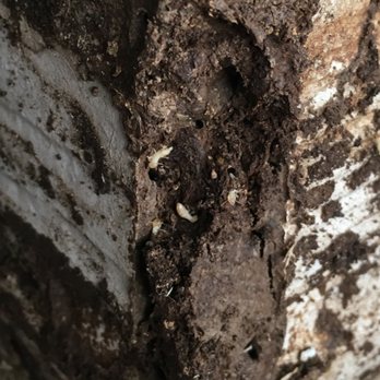 Simply Safe Pest Control - Wood destroyers!! - Pest Control Near Me - Aubrey, Texas