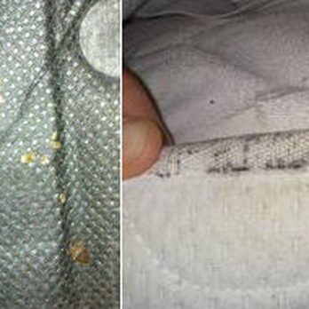 Security Pest Control - Pest Control Near Me