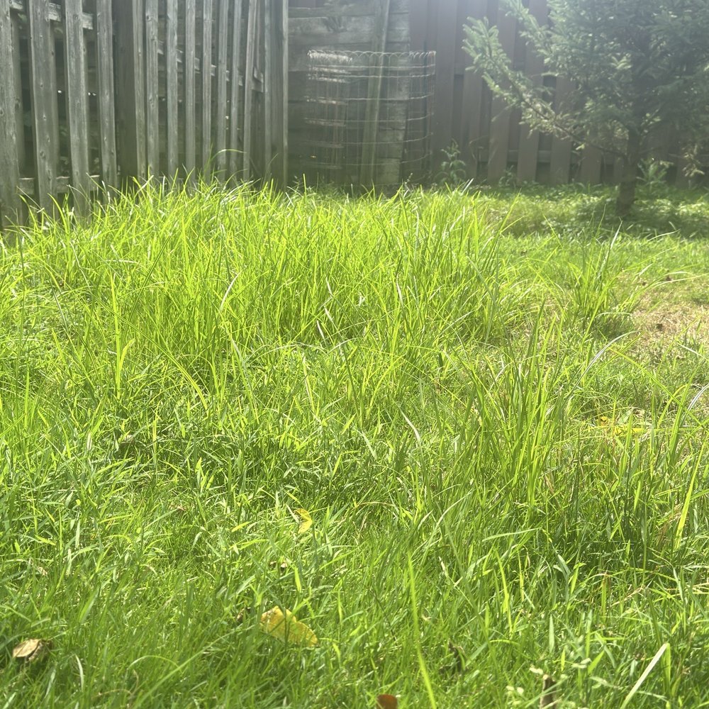 Advanced Quality Lawn - Weeds - Tree Services Near Me - Richfield, Ohio