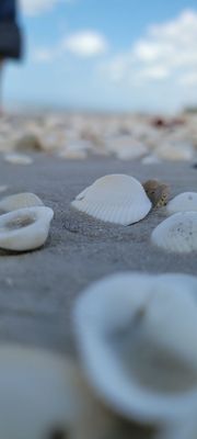 Naples Pier by null